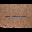 Nach langer Zeit wieder ein Speichenbruch, glücklicherweise so, dass der Austausch schnell und ohne Ausbau des Rades möglich war